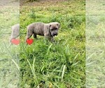 Small #1 Cane Corso