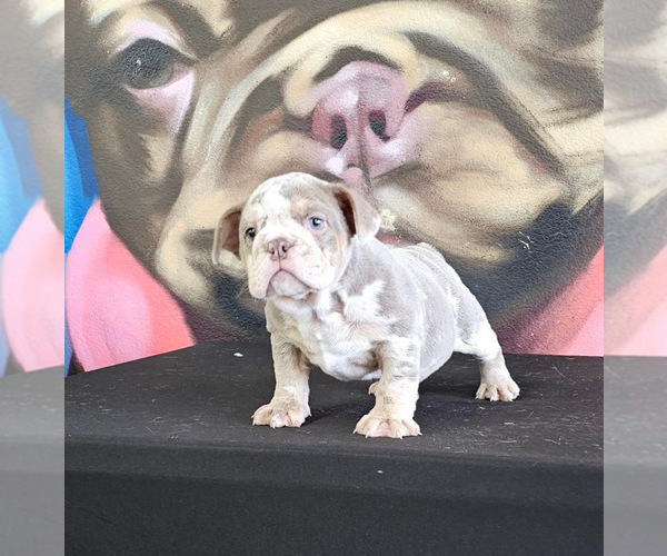 Medium Photo #13 English Bulldog Puppy For Sale in PITTSBURGH, PA, USA