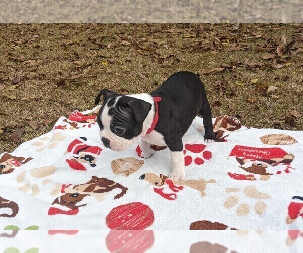 Medium Photo #2 Boston Terrier Puppy For Sale in MACON, GA, USA