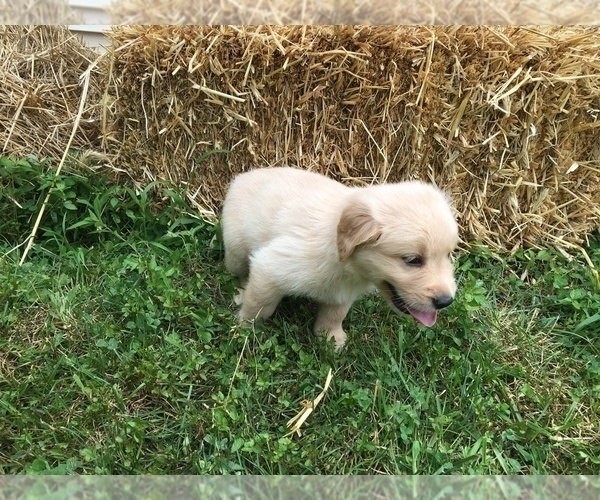 Medium Photo #9 Golden Retriever Puppy For Sale in ARCHBALD, PA, USA