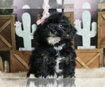 Puppy a Poodle (Miniature)