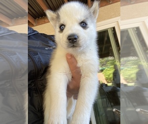 Siberian Husky Puppy for sale in MADISON, CA, USA