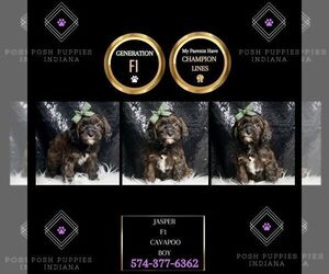 Cavapoo Puppy for sale in WARSAW, IN, USA