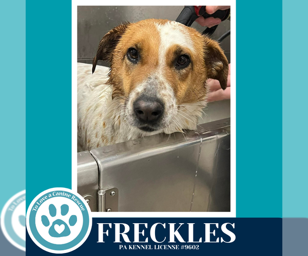 Medium Photo #2 Mutt Puppy For Sale in Kimberton, PA, USA