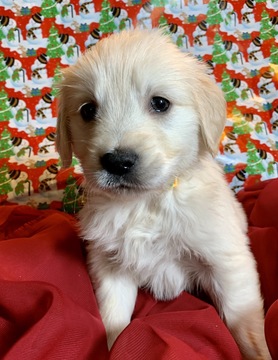 Medium Photo #2 Golden Retriever Puppy For Sale in MORGANTOWN, IN, USA