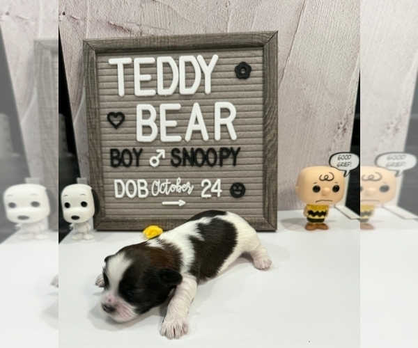 Medium Photo #2 Zuchon Puppy For Sale in NEW YORK MILLS, MN, USA
