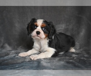 Cavalier King Charles Spaniel Puppy for sale in MILLERSBURG, OH, USA