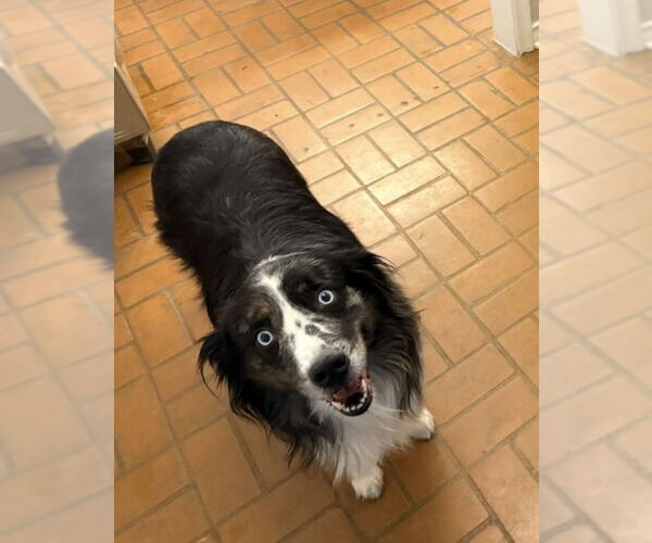 Medium Photo #2 Australian Shepherd Puppy For Sale in Dallas, TX, USA