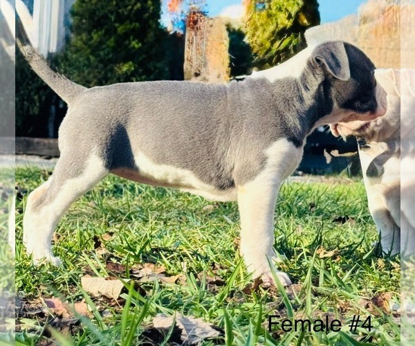 Medium Photo #3 American Bulldog Puppy For Sale in COLUMBIA, KY, USA