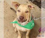 Small #4 Retriever  Mix