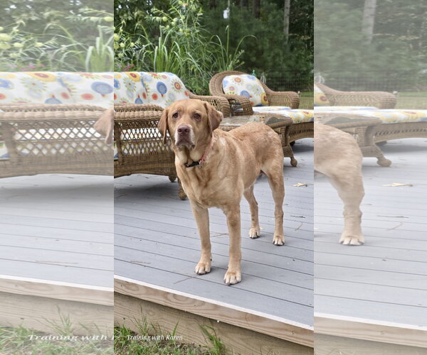 Medium Photo #5 Labrador Retriever Puppy For Sale in Millsboro, DE, USA