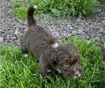 Small #1 Australian Labradoodle