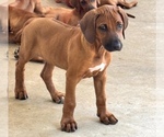 Small #31 Rhodesian Ridgeback