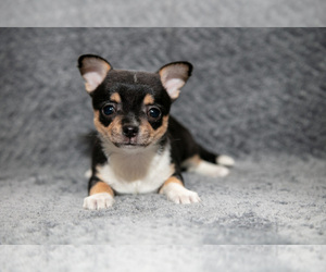 Medium Chihuahua