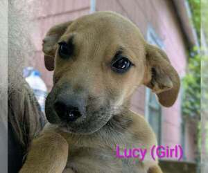 LLP Trixie : Lucy - Female Retriever -Unknown Mix Dog for Adoption - Photo #4