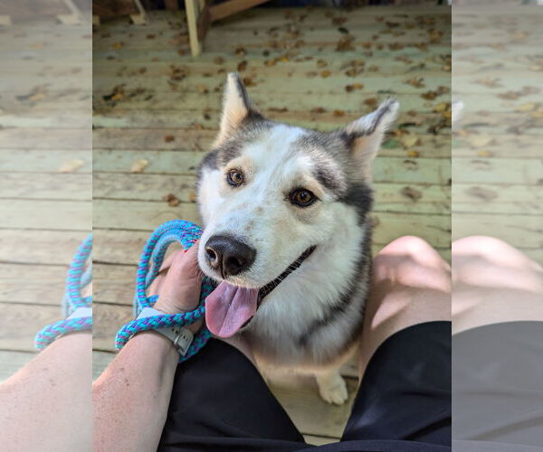 Medium Photo #2 Siberian Husky Puppy For Sale in Holly Springs, NC, USA