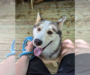 Luka - Male Siberian Husky Dog for Adoption - Photo #2