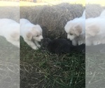Small Photo #9 Maremma Sheepdog Puppy For Sale in CONNEAUT, OH, USA