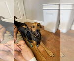 Small Catahoula Leopard Dog-German Shepherd Dog Mix