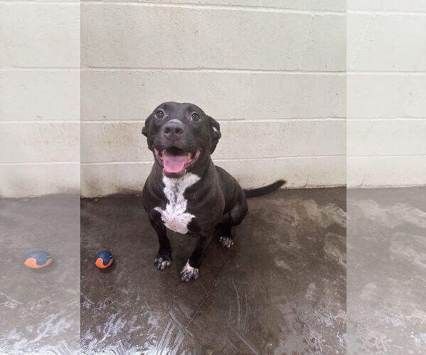 Medium Photo #2 American Staffordshire Terrier-Unknown Mix Puppy For Sale in Jackson, MS, USA