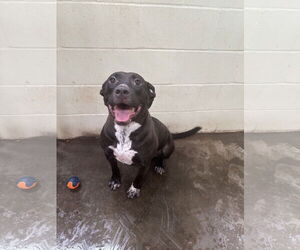 Carol - Female American Staffordshire Terrier-Unknown Mix Dog for Adoption - Photo #2
