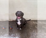 Small #1 American Staffordshire Terrier Mix