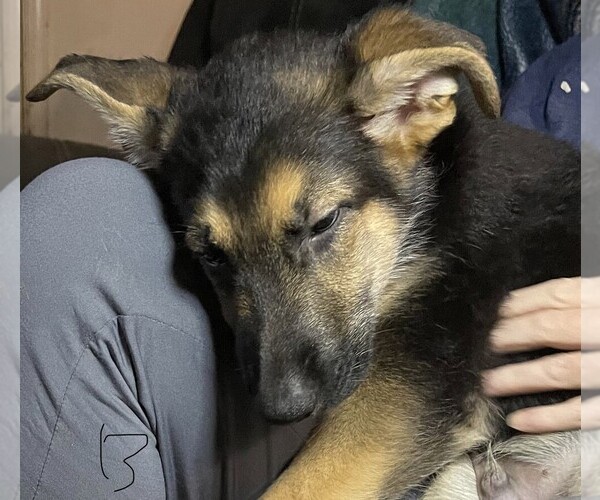 Medium Photo #4 German Shepherd Dog Puppy For Sale in SACRAMENTO, CA, USA