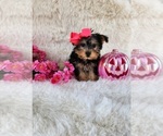 Small #5 Morkie
