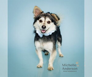 Pomeranian-Unknown Mix Dogs for adoption in Corona, CA, USA