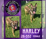 Small German Shepherd Dog Mix