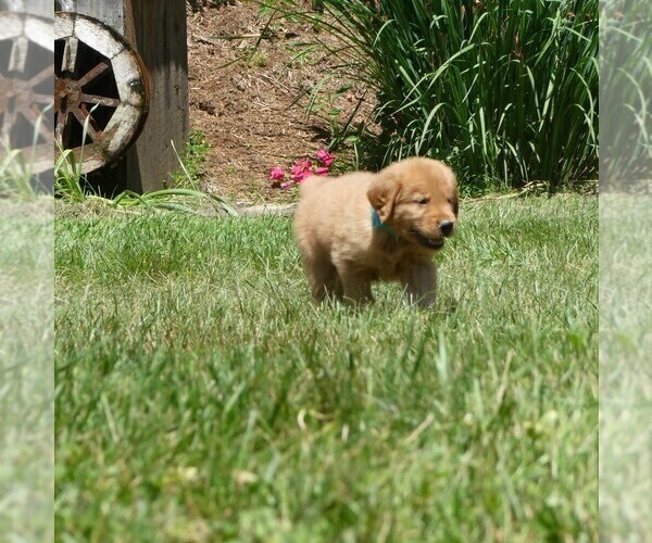 Medium Photo #2 Golden Retriever Puppy For Sale in WOLCOTT, VT, USA
