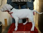 Small Photo #145 Dogo Argentino Puppy For Sale in JANE, MO, USA