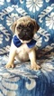 Small Photo #1 Pug Puppy For Sale in EDEN, PA, USA