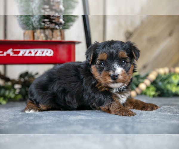 Medium Photo #3 Yorkshire Terrier Puppy For Sale in GREENWICH, OH, USA