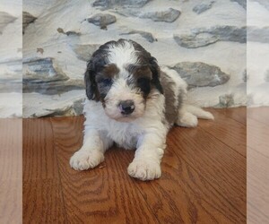 Bernedoodle (Miniature) Puppy for sale in NEW HOLLAND, PA, USA