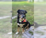 Small #4 German Shepherd Dog