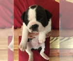 Puppy 2 Boston Terrier