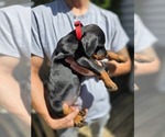 Small Photo #41 Doberman Pinscher Puppy For Sale in WHEELING, IL, USA