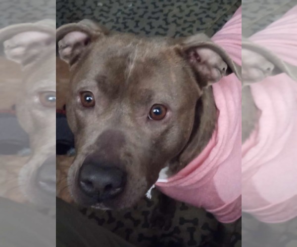 Medium Photo #1 American Pit Bull Terrier-Unknown Mix Puppy For Sale in phoenix, AZ, USA
