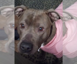 American Pit Bull Terrier-Unknown Mix Dogs for adoption in phoenix, AZ, USA