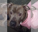 Small American Pit Bull Terrier Mix