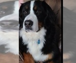 Small Photo #1 Bernese Mountain Dog Puppy For Sale in MANCHESTER, MI, USA