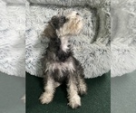 Small Photo #22 Schnauzer (Miniature) Puppy For Sale in CAMBRIDGE, MA, USA