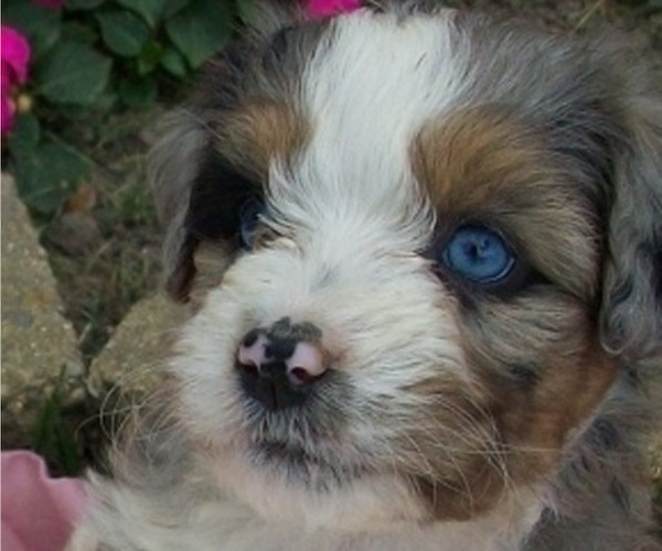 Medium Photo #7 Aussiedoodle Miniature  Puppy For Sale in ROSCOMMON, MI, USA