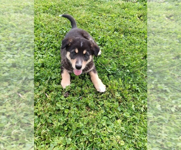 Medium Photo #2 Australian Shepherd-German Shepherd Dog Mix Puppy For Sale in WATSONTOWN, PA, USA