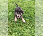 Small #1 Australian Shepherd-German Shepherd Dog Mix