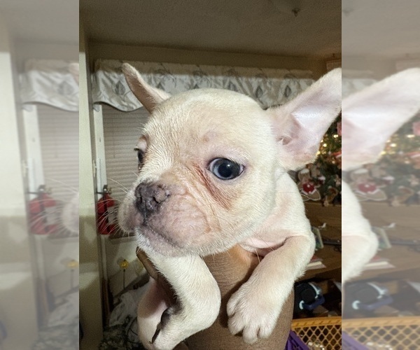 Medium Photo #5 French Bulldog Puppy For Sale in WEST DEPTFORD, NJ, USA