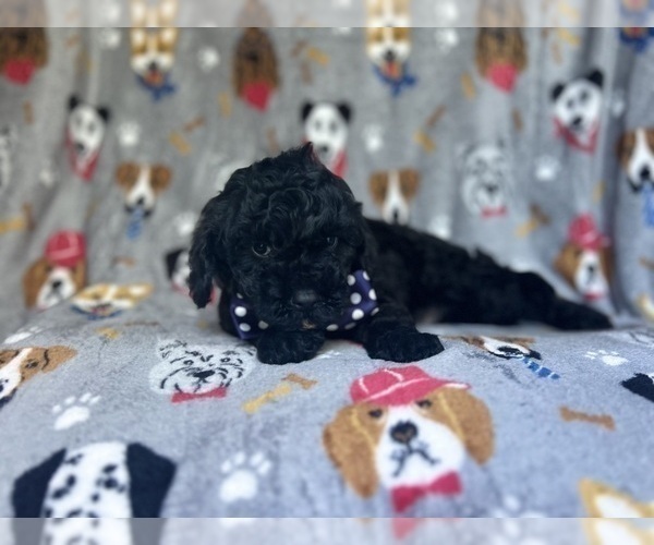 Medium Photo #5 Cavapoo Puppy For Sale in LAKELAND, FL, USA