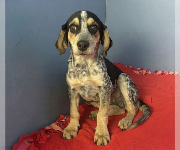 Medium Photo #3 Beagle-Unknown Mix Puppy For Sale in Westwood, NJ, USA