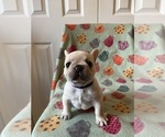 Small Photo #14 French Bulldog Puppy For Sale in TERRE HAUTE, IN, USA